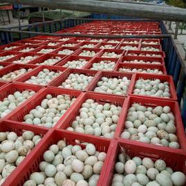 探秘四川金堂縣正元小作坊食品經營部 一畝田的綠色食用農產品批發之路